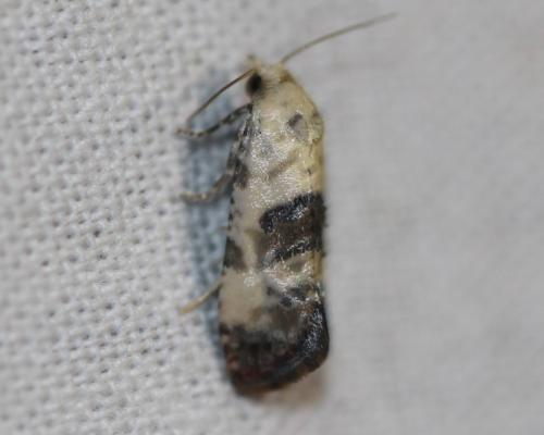 Réf. 330 733 : Cochylis posterana